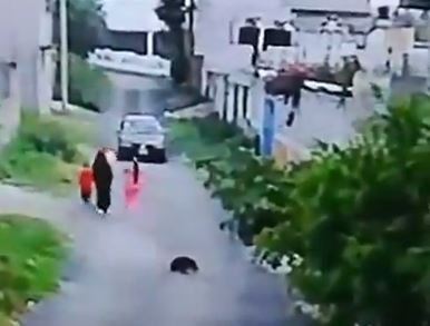 Indignación en Chimalhuacán por automovilista que arrolla y abandona a su suerte a perrita