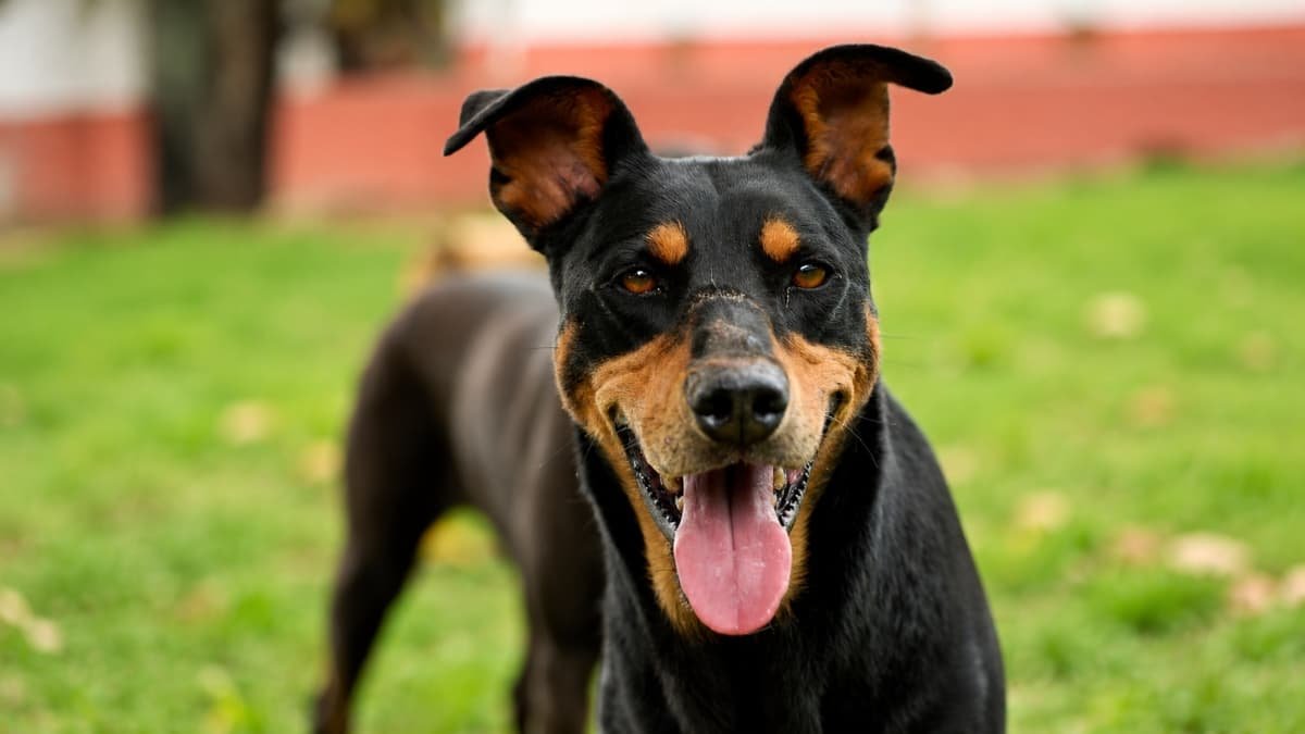 Iniciativa premia el cuidado canino con incentivos económicos de gran valor