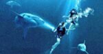 La tercera entrega de la saga de terror sobre tiburones obtiene su clasificación oficial