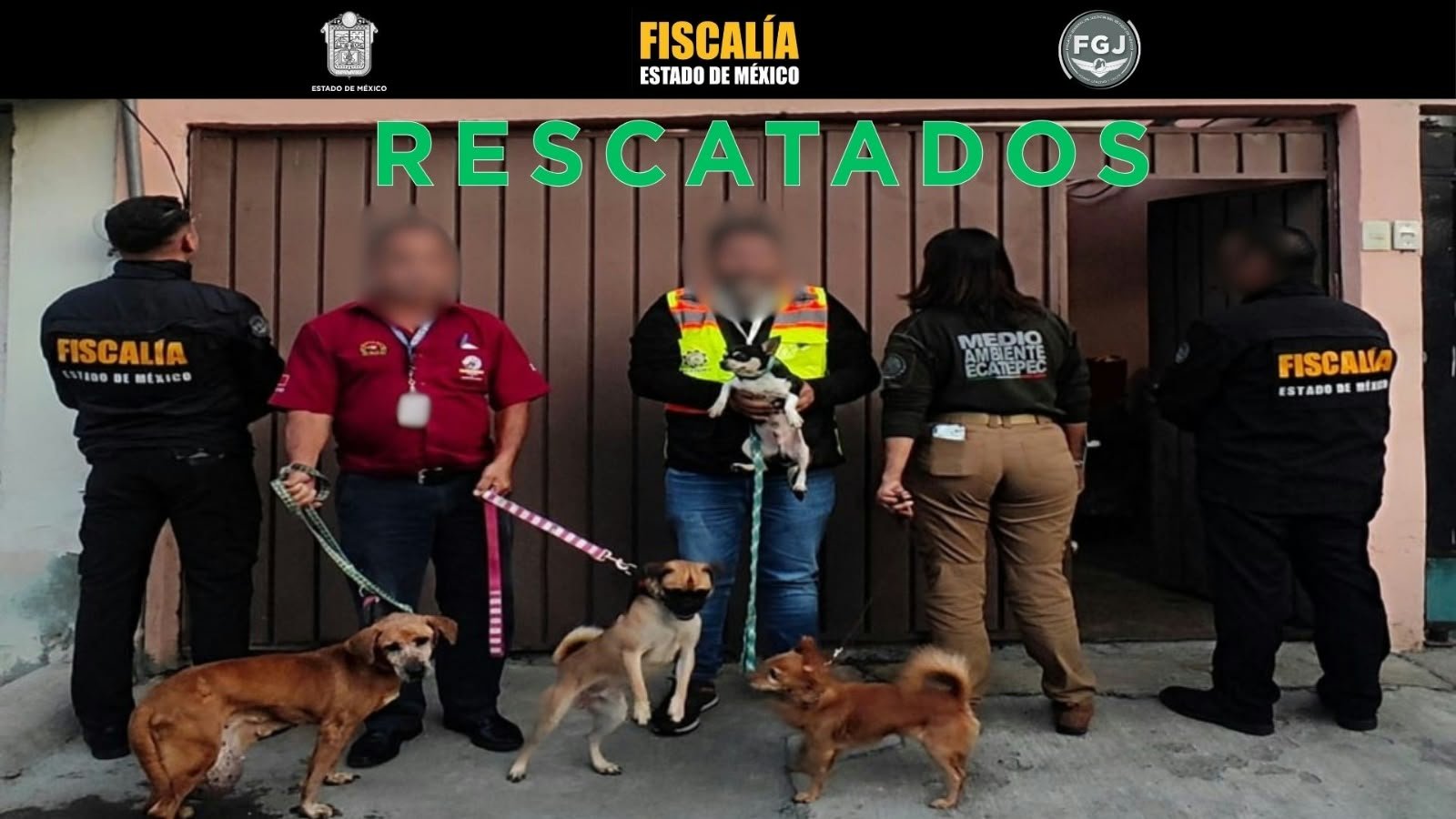 Operativo en Ecatepec permite rescatar a 39 animales de compañía en condiciones de maltrato
