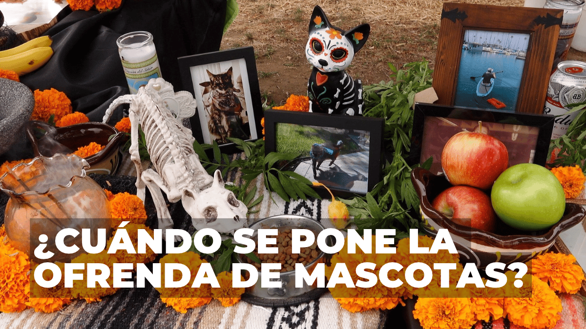 Tradición y memoria: este es el horario exacto en que las mascotas visitan su altar