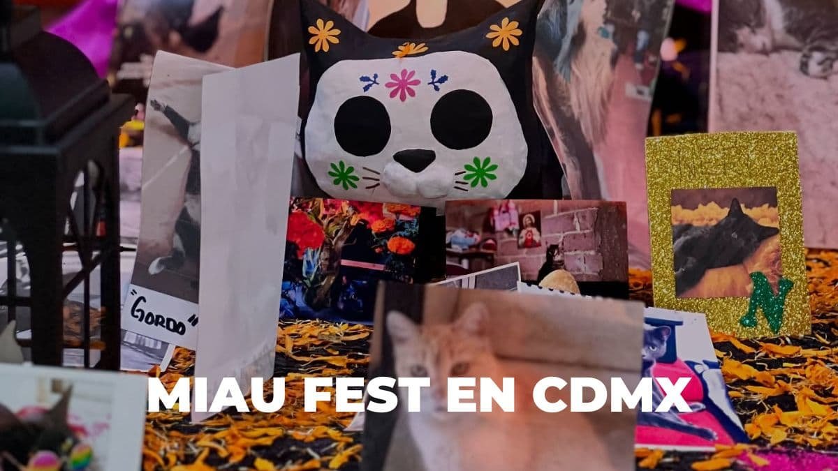 Vuelve el Miau Fest con una edición especial inspirada en el Día de Muertos y actividades para mininos